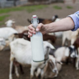a2-cow-milk